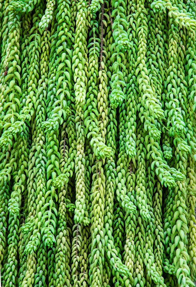 Burros tail plant is named for its long-cylindrical leaves art print by Mallorie Ostrowitz for $57.95 CAD